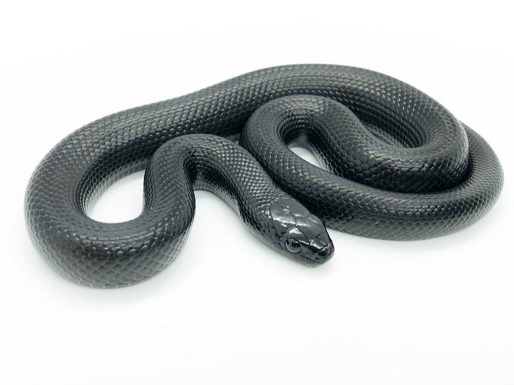 2021 Mexican Black King Snake Male #MBK0121M04